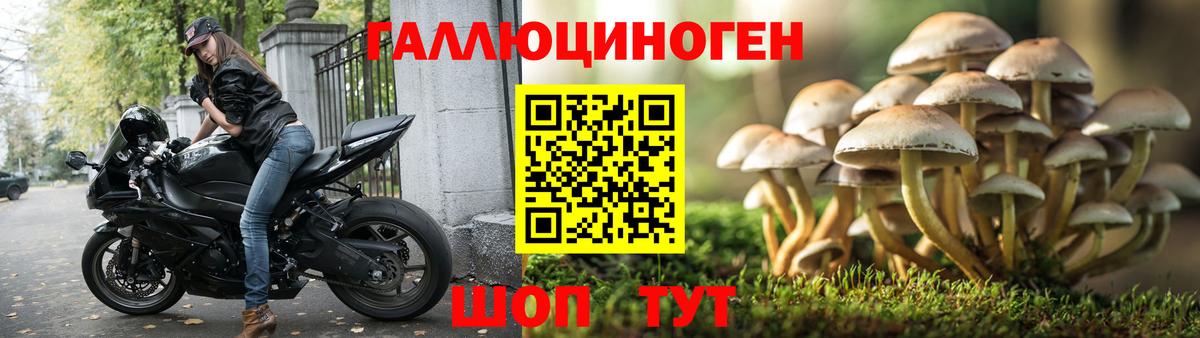 Прохладный  Псилоцибиновые грибы Cubensis  Вход с VPN 